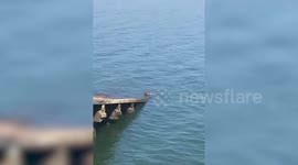 Footage shows the return of 'Wally the Walrus' to UK harbour - just weeks after he was scared off by tourists