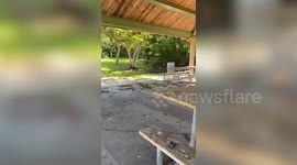 Frantic iguana sprints through picnic benches in front of shocked park visitors