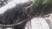 temp