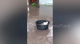 Feline good: Kittens in plastic basin float through floods like they’re on a waterpark ride