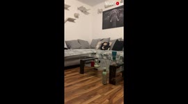 'Impressive Footage of Siamese Cat Climbing a Cat Wall'