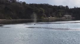 Rare Sei whale was captured cruising around a quiet Scottish bay