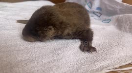 Tiny otter cub gets named after the ferry captain who kept him warm under his jacket