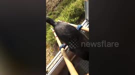 Pet owner lowers bamboo ladder out window so her cat can climb up