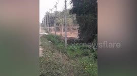 Elephant herd walks closely together to safely cross road