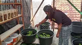 The girl earns money by creating a Factory of cupang fish livestock in West Java, Indonesia