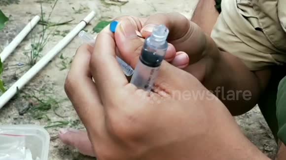 Indonesia Wildlife agency rangers rescue a Malayan Tapir in Pekanbaru