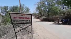 Manilkara hexandra harvest begins in central India