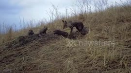 Family of six wild red foxes spotted playing on Chinese mountain