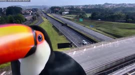 Hungry toucans try to eat road highway camera in Brazil