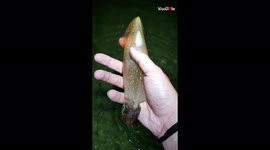 Baby squid amazes US filmer by changing colour once placed back into sea