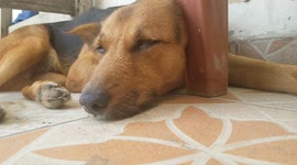 J'ai interrompu le rêve de mon chien!!!