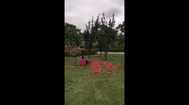 Chinese women pick petals from tree to form 'I love you' for photoshoot
