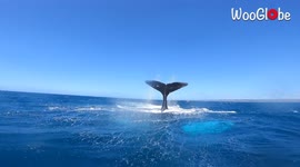 Kitesurfer in Puerto Rico thrilled as humpback whale breaches metres away from him