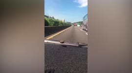 Frog hitches ride on car windscreen before being flung off by strong winds
