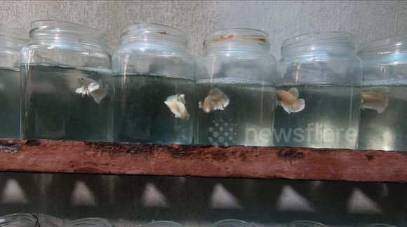 Vietnamese farm breeds Siamese fighting fish in thousands of tiny bottles