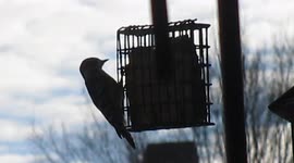 Test bird. This view is from my window when I just wake up. Cardinals are the state bird