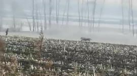 Passengers panic as charging tiger smashes window of car in northern China