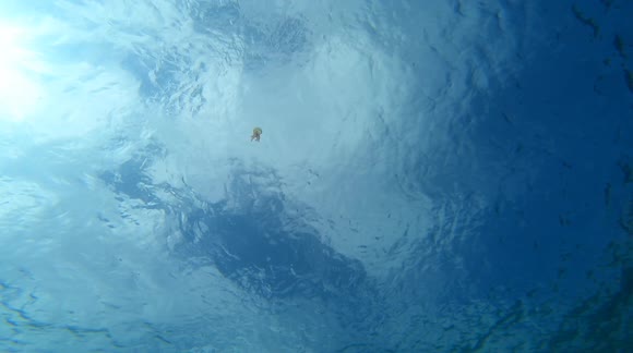 jellyfish gets caught by two bubble rings and make it spin fast - Buy, Sell or Upload Video Content with Newsflare