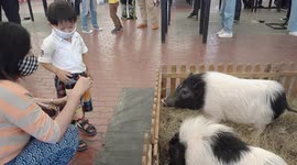 Young Thai boy is reluctant to feed miniature Vietnamese pot-bellied pigs