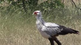 A strange African Secretarybird hunting and panting on a hot day