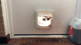 Goose desperately tries to get inside through a cat flap