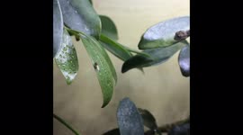 The cutest baby dwarf chameleon hunting a fruit-fly for lunch!