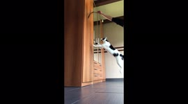 How high a cat can jump!!!