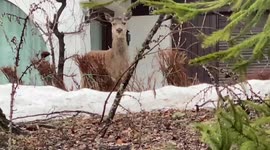 Close encounter with a deer in Italian village