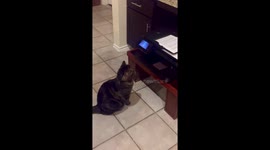 Phoenix standing cat guard over my print out!