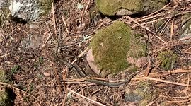 Adders caught performing rare 'dance' in spring sunshine