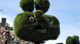 A hilarious 20ft high jolly-looking hedge creation has lovingly been maintained by a family for the last 15 years