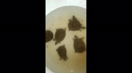 Mud tortoise caught in village. They were left in well which is full of water.