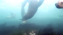 Sea lions Playing in Eelgrass in the Salish Sea British Columbia