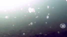 Hundreds of Moon Jellyfish underwater video Pacific Northwest
