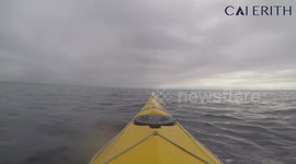 Kayak encounters with a pod of Dolphins