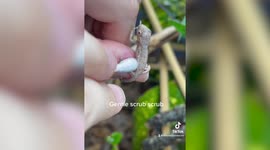 Two-days old baby chameleon enjoys shower with warm water and a cotton bud
