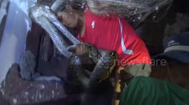 Python removed after infiltrating cage and eating 'hundreds' of birds in Indonesia