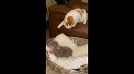 Curious cat has second thoughts about waking sleeping puppy