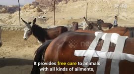 PETA's Petra Clinic Is Saving the Lives of Injured Donkeys, Horses, and Camels