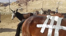 PETA's Petra Clinic Is Saving the Lives of Injured Donkeys, Horses, and Camels (Textless)