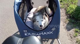 Pet owner's footage of his elderly dog 'living her best life' goes viral on Reddit