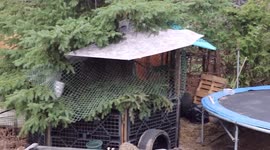 Rooster Nugget Last Morning Before His Departure