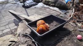 Proud Rooster Nugget Enjoying Suburban Life Cleaning Preening and Suning Himself