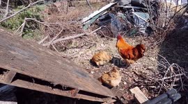 Suburban Chicken Bug Central Fast Food