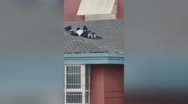 Children spotted playing on steep roof of 25-storey residential building in central China