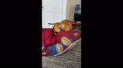 temp