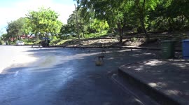 Hungry monkeys desperately waiting for tourists to return to feed them in Thailand