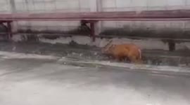 Lost deer has heart attack after wandering into busy city