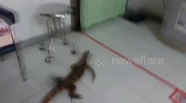Look at its claws! Monitor lizard rampages through hospital in Thailand